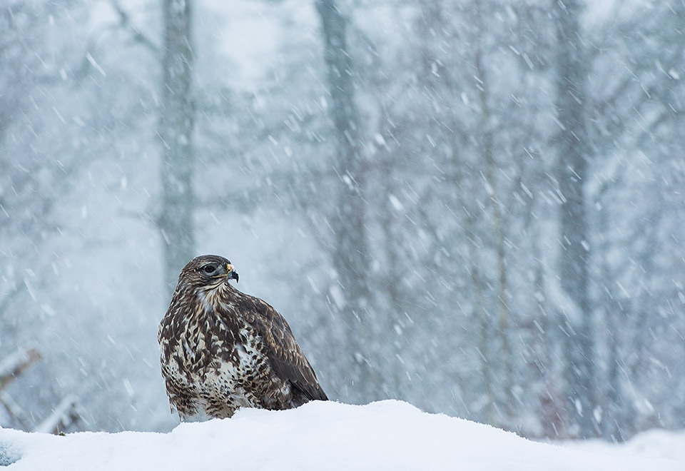 Buzzard at bird of prey photography workshop